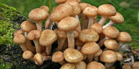 Medonosne gljive u moskovskoj regiji i moskovskoj regiji 2021.: u septembru, oktobru, fotografije, mjesta za gljive